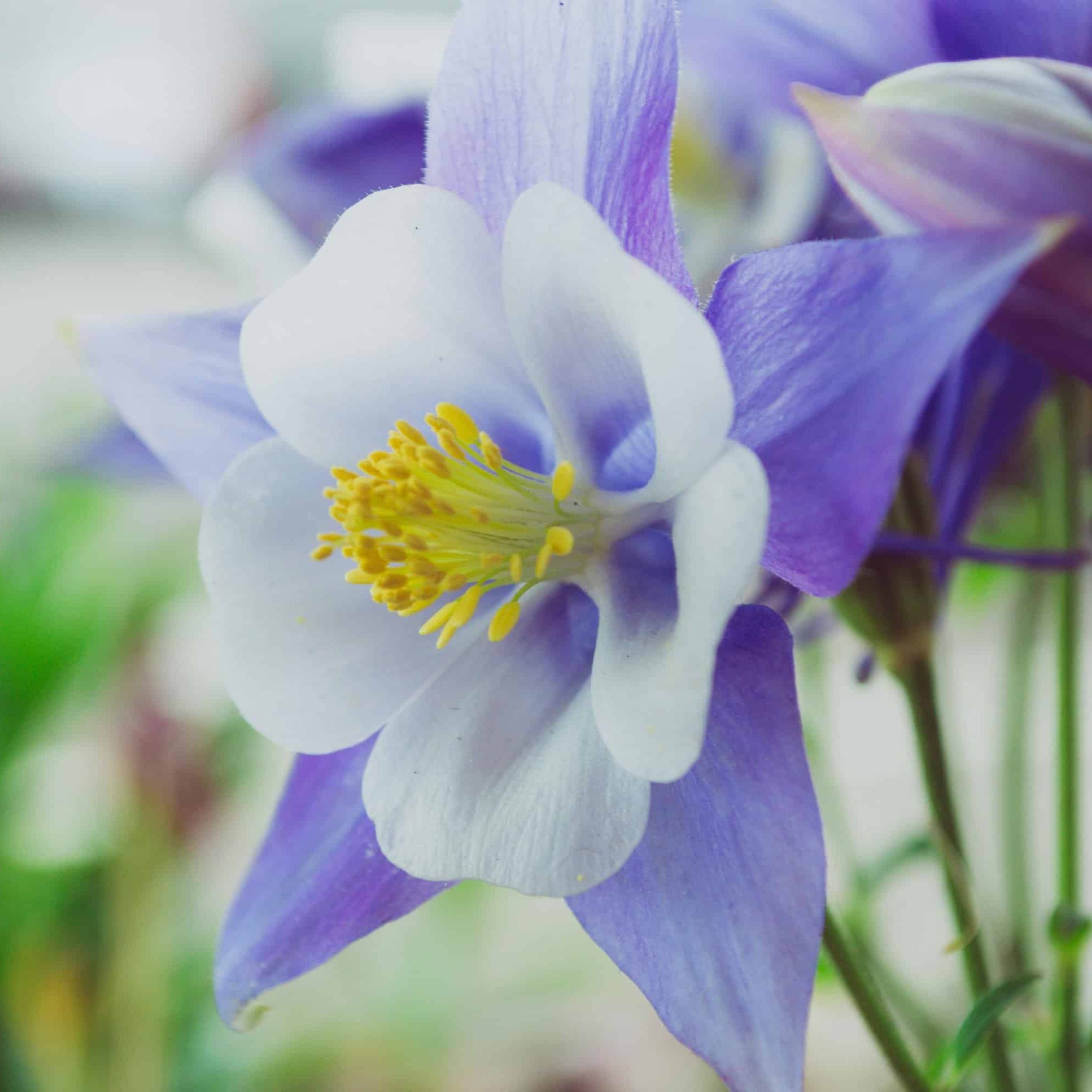Close-up photo of a columbine flower